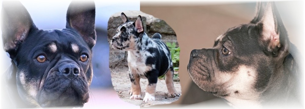 Französische Bulldoggen vom Züchter aus Sachsen